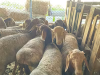 Cừu đực, Rhon sheep — ảnh 6