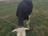 Lembu betina, Brown Mountain — foto 5