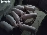 Мэгж, Крупная белая — 4 зураг