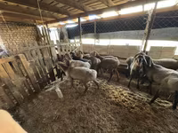 숫양, Hissar sheep — 사진 5