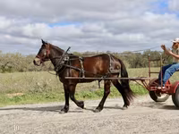 مادیان, Friesian — عکس 7