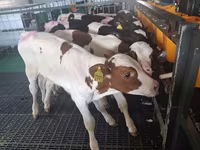 காளை, Russian Black pied cattle — புகைப்படம் 7