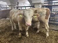 Бұқа, Simmental cattle — 1-сурет