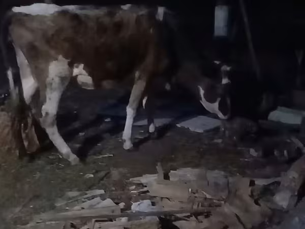 Bull, Cattle — Azerbaijan