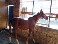 Hingst, Heste — foto 3