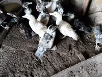 Ducks — รูปภาพ 2