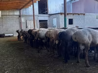 Widder, Rhon sheep — Foto 5