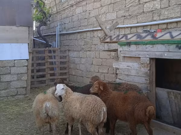 Beran, Ovce