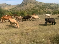 Vacă, Simmental cattle — foto 4