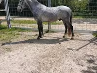 Aygır, Lipizzaner — foto 4