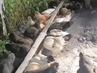 Chickens — foto 2
