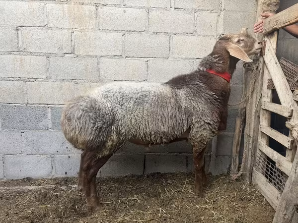 Ovce, Ovce — Kyrgyzstán