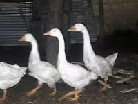 Geese — الصورة 2