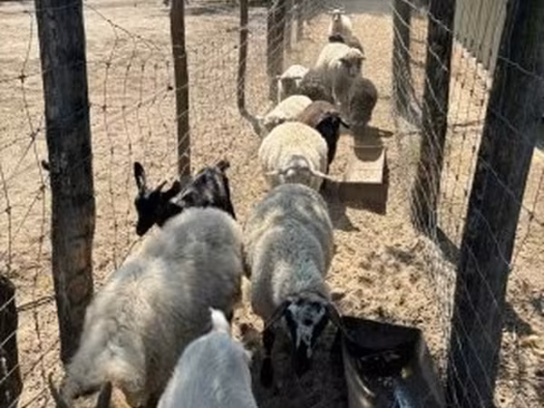 母羊, Merino sheep