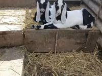 Ziegenbock, Nubian Goat — Foto 4