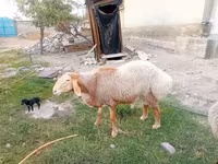 قوچ, Rhon sheep — عکس 1