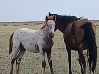 Kůň, Kazakh horse — foto 2