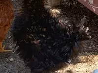 Chickens — 2 зураг
