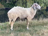 公羊, Karakul sheep — 照片 2