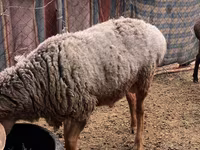 Ovan, Edilbay sheep — fotografija 6