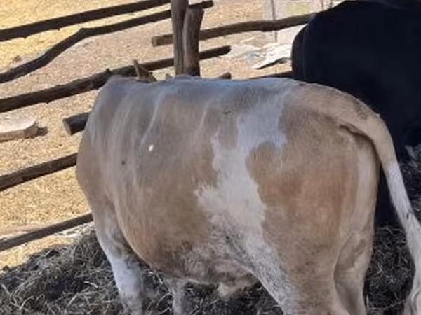 Bik, Simmental cattle