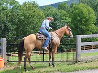 Ձի, Quarter Horse — լուսանկար 7