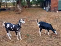 Koza, Nubian Goat — zdjęcie 2
