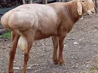 Ram, Arashan sheep — photo 1