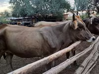 Mucca, Razza Alataus — foto 1