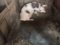 Locha, Świnie — zdjęcie 4