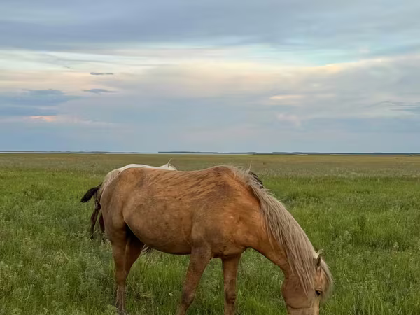 اسب نر, اسب