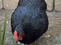 Australorp — foto 5