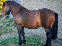 Kuda jantan, Međimurje horse — foto 2