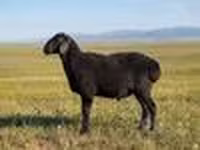 የጎትት አውራ በግ, Sheep — ፎቶ 3