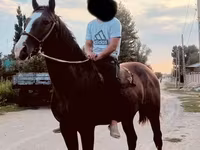 Kůň, Koně — foto 5