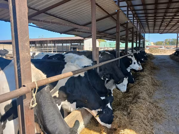 Корова, Russian Black pied cattle