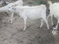 بز نر, Russian White goat — عکس 4