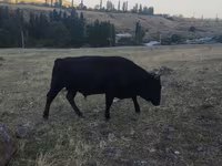 Lembu jantan, Aberdeen-Angus — foto 5