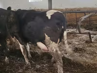 Koe, Russian Black pied cattle — foto 3
