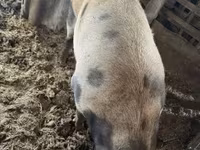 Babi betina, Дюрок — foto 1