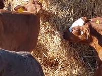 گاو و گوساله (گروه، جنسیت مشخص نشده), Simmental cattle — عکس 3