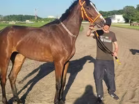 مادیان, Arabian horse — عکس 4