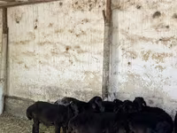 بز نر, بز — عکس 6