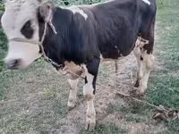 گاو نر, Swiss cattle — عکس 1
