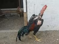 Chickens — عکس 3