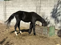 Klisna, Friesian sport horse — foto 2