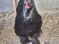 Brahma — foto 7