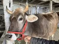 گاو ماده, Swiss cattle — عکس 3