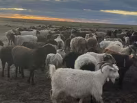 میش, گوسفند — عکس 5