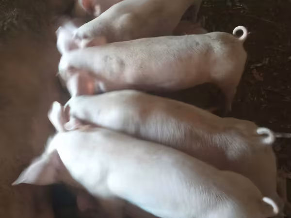 Eber, Крупная белая